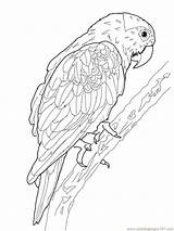 Perroquet Parrot sketch template