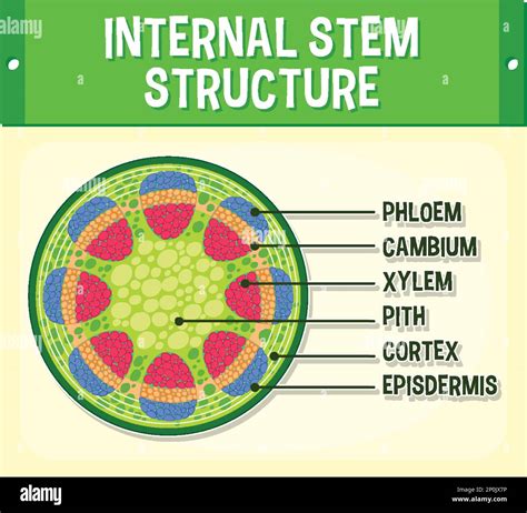 internal structure  stem diagram illustration stock vector image art alamy