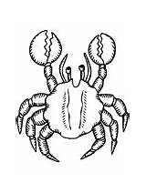 Coloring Crab Pages Realistic sketch template
