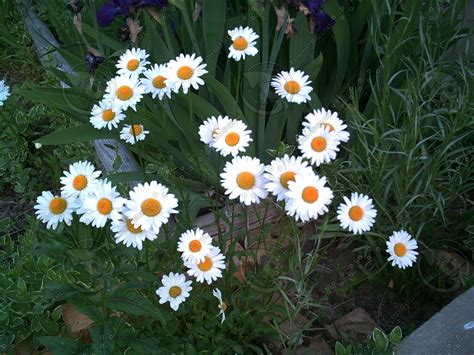 stock jpeg daisy leaf flower