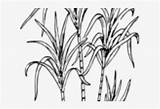Sugarcane Cliparts sketch template