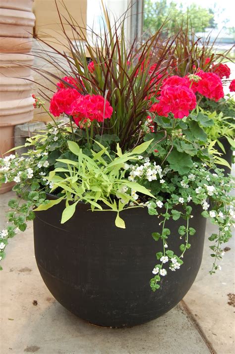 container plants flowers