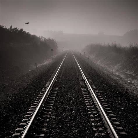 bird   foggy railway photograph  guido montanes castillo