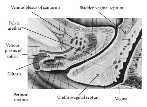 Anatomía Del Clítoris Revisión Y Aclaraciones Sobre Los Términos