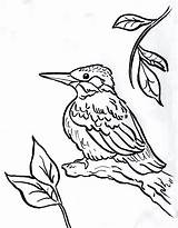 Kingfisher Coloring Chickadee Pages Drawing Bird Line Printable 2550 Print Color Designlooter Getdrawings Drawings 29kb 1026 Today Getcolorings sketch template