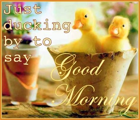 ducking    good morning pictures   images