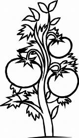 Clip Plants Clipart Plant Tomato Colouring Coloring Cliparts Flowers Line Book sketch template