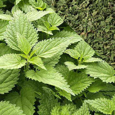 nettle leaf organic loose herb tea
