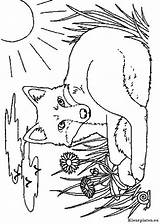 Foxes Vossen Kleurplaten Kleurplaat Fuchs Colorare Colorat Renard Zorro Dieren Colorear Malvorlage Animale Mewarnai Animierte Vulpi Rubah Animasi P15 Volpi sketch template
