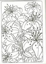 Lily Tiger Lilly Flower Flowers Coloring Pages Color sketch template