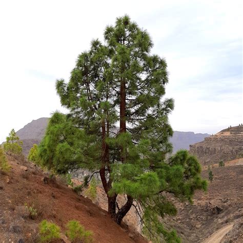 pino canario pinus canariensis sobrevive  incendios  semillas