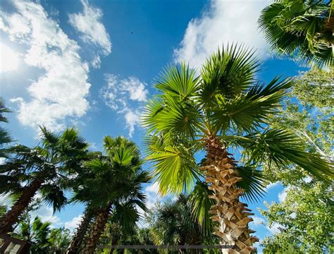 kind  palm tree      orlando area florida