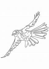 Flying Brown Thrasher Coloring Drawing Pages Vulture Library Clipart sketch template