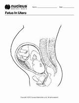 Fetus Utero sketch template
