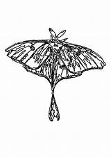 Moth Luna Svg Clipart 2555 15kb Designlooter sketch template