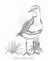 Plover Birds Animals Coloring Book Sheet Skip sketch template