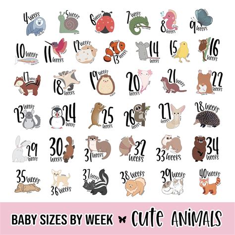 baby sizes  week animals  fruit baby  womb week  week