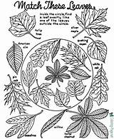 Coloring Fall Autumn Pages Leaves Sheet Tree Sheets Printable Color Kindergarten Kids Identification Leaf Book Worksheets Colouring Activities Print Holiday sketch template