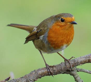robin lane rocks songbird sings house    living room