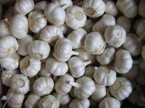 white garlic  competitive price