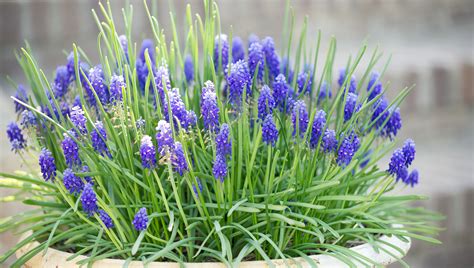 miniature flowering bulbs