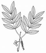Tree Drawing Leaves Cedar Leaf Getdrawings Atlas Watershed Panama sketch template
