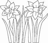 Daffodil Imprimer Colorat Narcise Narcissus Jonquille Paquerette Planse Dessins Tecido Designlooter Lindo Risco sketch template