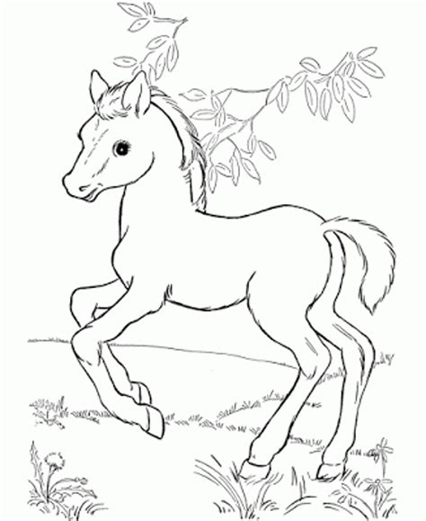 coloring pages  horses  foals  getdrawings