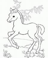 Coloring Pages Foals Horses Getdrawings sketch template