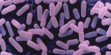 death toll  listeria outbreak  south africa reaches