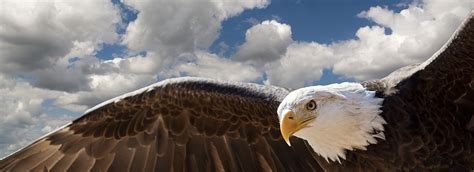 closeup   bald eagle  flight  white clouds   blue sky denison forum