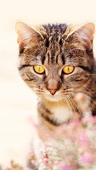 beautiful kitty hd mobile phone wallpaper httpspliffmobilecom