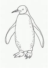 Coloring Pingouin Penguin Gratuit Manchot Quoet Adelie Coloringpages101 Emperor Wickedbabesblog Insertion Dessins sketch template