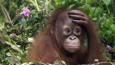 orangutan full hd wallpaper  background image  id