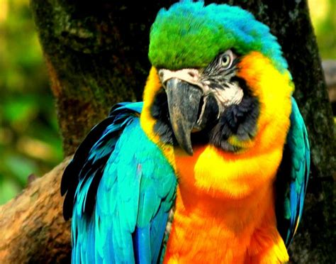 macaw  biggest animals kingdom