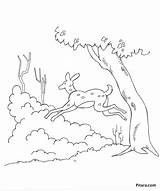 Coloring Deer Pitara sketch template