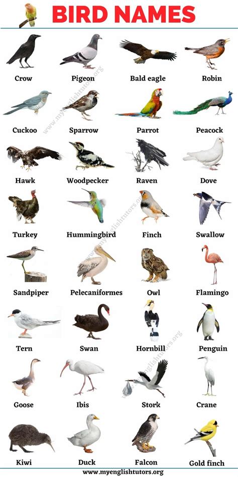 bird names list   names  birds  english   picture  english tutors names