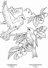 Coloring Pages Bird Dover Adult Color Publications Colouring Books Kids Para Birds Bunting Di Indigo Voor Adults Printable Doverpublications Welcome sketch template
