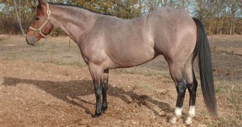 bay roan   colours   horse pinterest horse