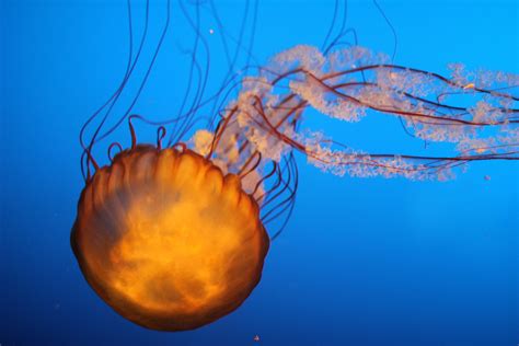 images jellyfish invertebrate cnidaria macro photography