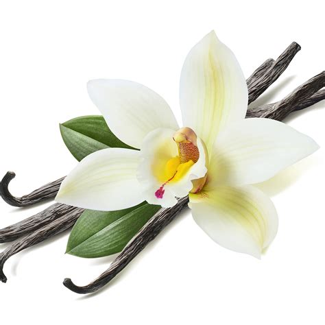 crafters choice vanilla bean fragrance oil  wholesale supplies