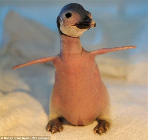 bald baby penguin rescued  mary sue