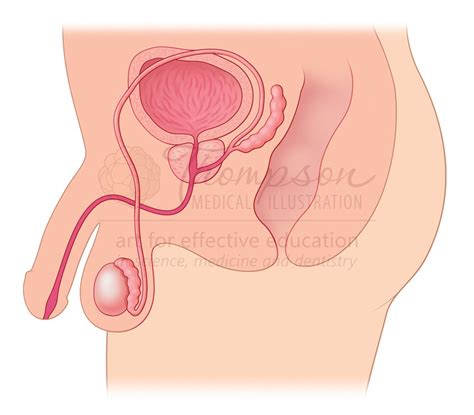Male Reproductive System Illustration By Thompson Medical
