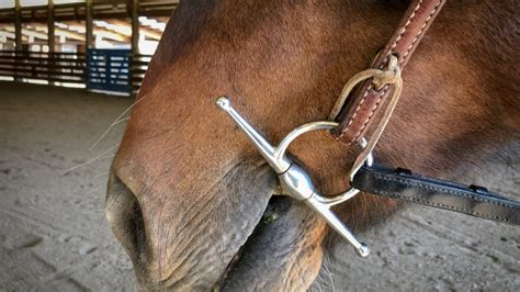 essential snaffle    tool    shapes sizes  materials horse
