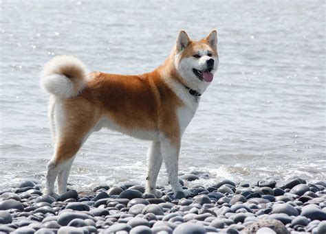 akita dog breed information pictures