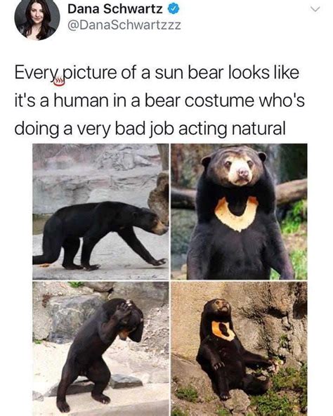 sun bears are odd memes