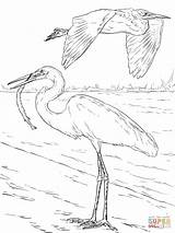 Coloring Pages Egrets Great Two Printable Egret Drawing Bird Heron Supercoloring Sheets sketch template