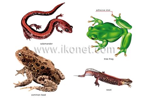 animal kingdom amphibians examples  amphibians image visual