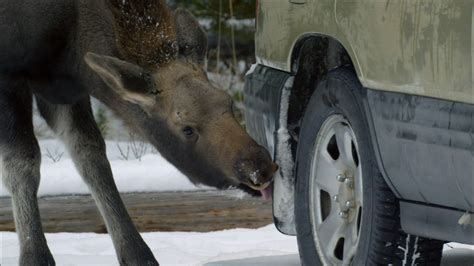 Moose Life Of A Twig Eater Why Do Moose Enjoy Licking Cars Nature
