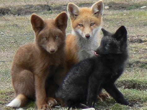 remarkable fox colors   mutations morphs mustpetscom